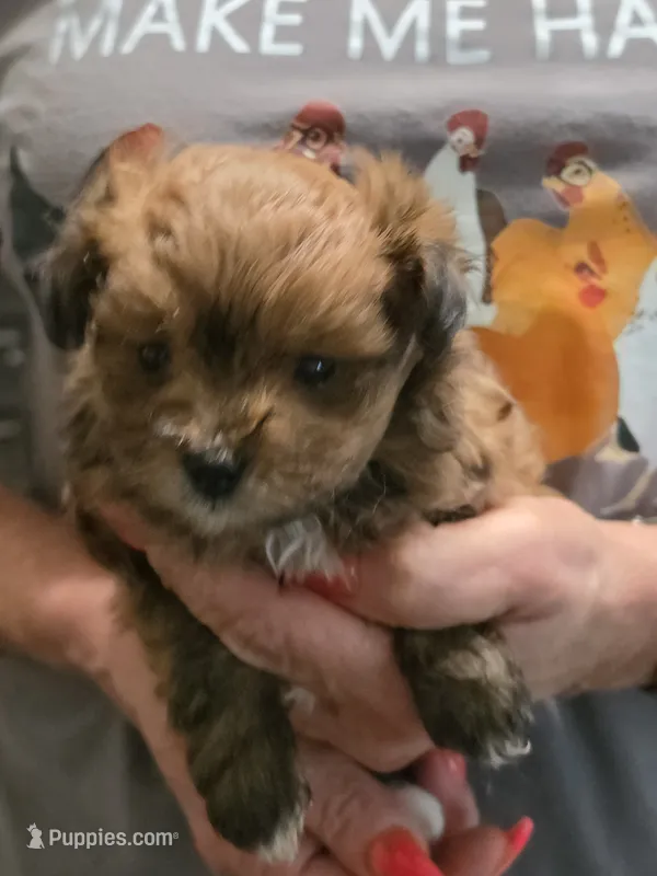 Prissy  – Pomeranian puppy for sale in Jonesborough, TN