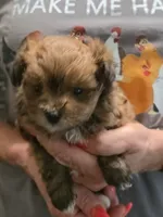 Prissy , a female Pomeranian for sale in Jonesborough, TN – 3 of 5