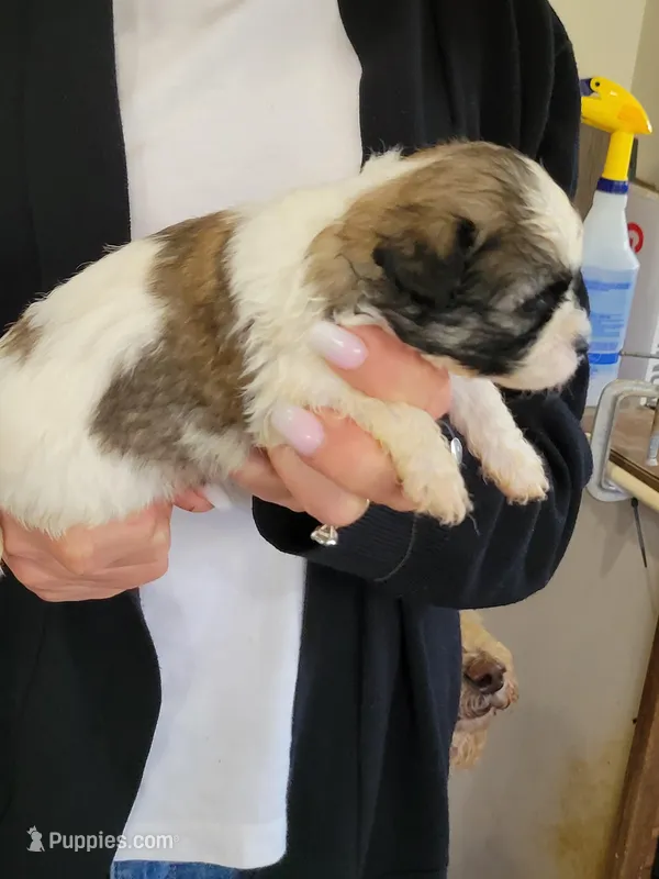 Clyde  – Shichon puppy for sale in Jonesborough, TN