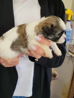 Clyde , a male Shichon for sale in Jonesborough, TN – 1 of 7