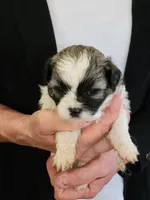 Clyde , a male Shichon for sale in Jonesborough, TN – 7 of 7