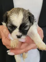 Clyde , a male Shichon for sale in Jonesborough, TN – 6 of 7