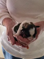 Clyde , a male Shichon for sale in Jonesborough, TN – Photo 2 of 2