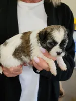 Clyde , a male Shichon for sale in Jonesborough, TN – 3 of 7