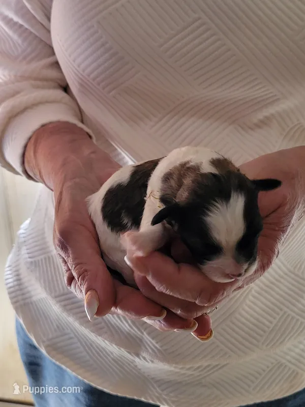 Clyde  – Shichon puppy for sale in Jonesborough, TN