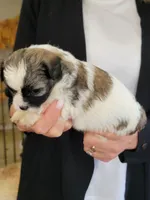 Clyde , a male Shichon for sale in Jonesborough, TN – 2 of 7