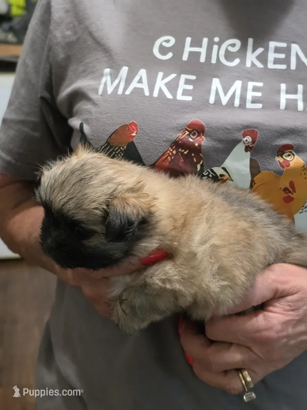 Sammy  – Pomeranian puppy for sale in Jonesborough, TN