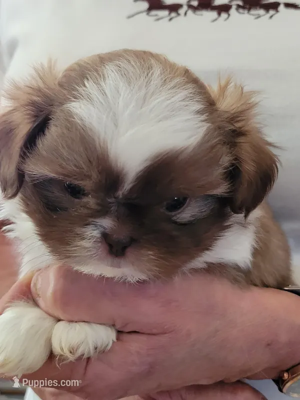 Charlie , a male Shih Tzu for sale in Jonesborough, TN – Photo 1 of 4