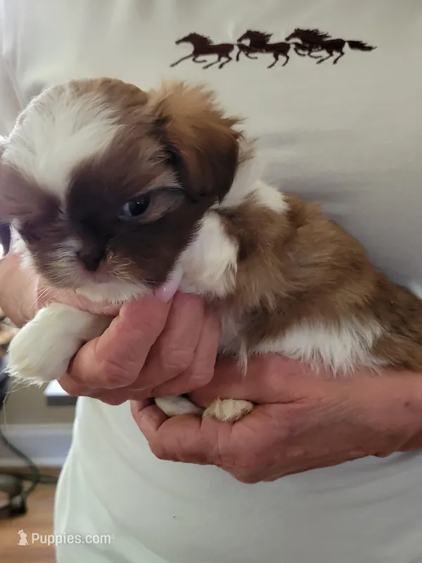 Charlie  – Shih Tzu puppy for sale in Jonesborough, TN