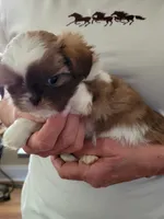 Charlie , a male Shih Tzu for sale in Jonesborough, TN – Photo 2 of 4