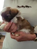 Charlie , a male Shih Tzu for sale in Jonesborough, TN – Photo 4 of 4