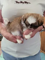 Charlie , a male Shih Tzu for sale in Jonesborough, TN – Photo 3 of 4