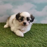 Max, a male Shichon for sale in Jonesborough, TN – Photo 1 of 4