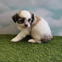 Max, a male Shichon for sale in Jonesborough, TN – Photo 4 of 4