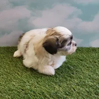 Max, a male Shichon for sale in Jonesborough, TN – Photo 3 of 4