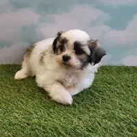Max, a male Shichon for sale in Jonesborough, TN – Photo 2 of 4