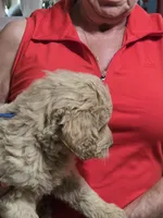 Blue Doodle , a male Golden Retriever and Poodle - Standard  for sale in Jonesborough, TN – 3 of 3