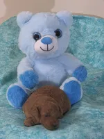 Teddy , a male Poodle - Miniature  for sale in Jonesborough, TN – 3 of 3