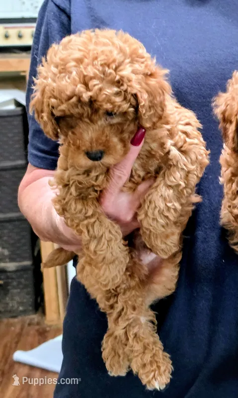 Blu – Poodle - Miniature  puppy for sale in Jonesborough, TN