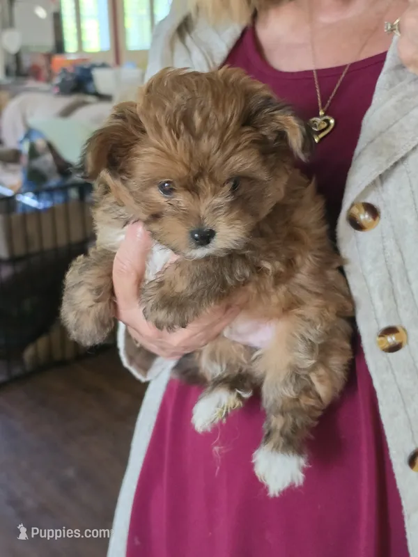 Prissy  – Pomeranian puppy for sale in Jonesborough, TN