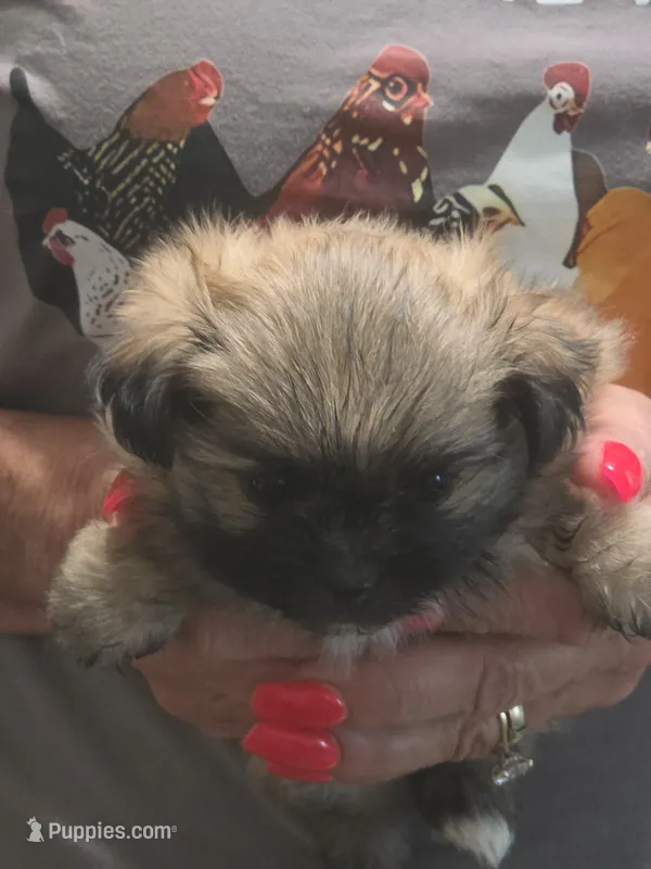 Sammy  – Pomeranian puppy for sale in Jonesborough, TN
