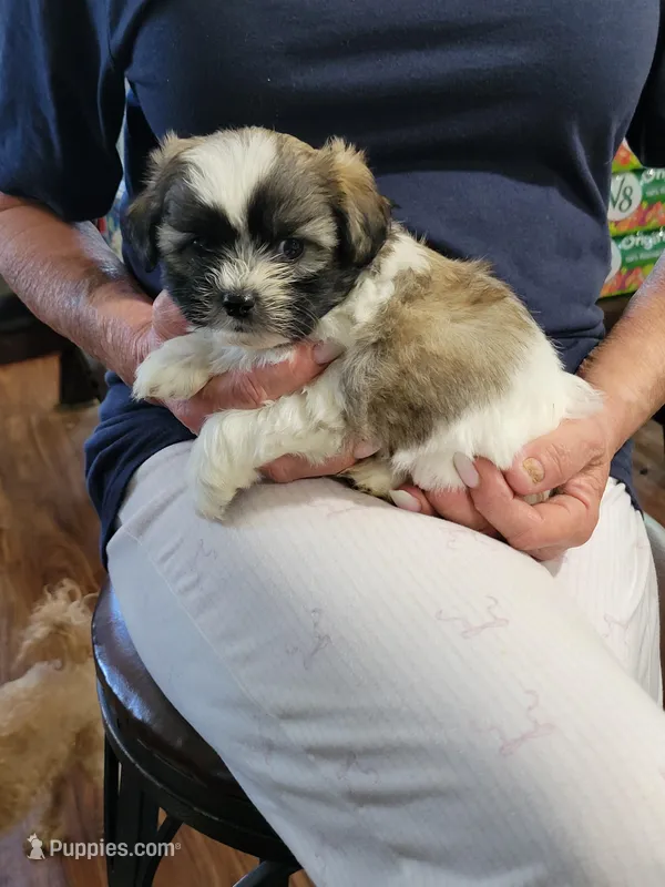 Richie – Shichon puppy for sale in Jonesborough, TN