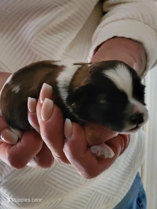 Richie – Shichon puppy for sale in Jonesborough, TN