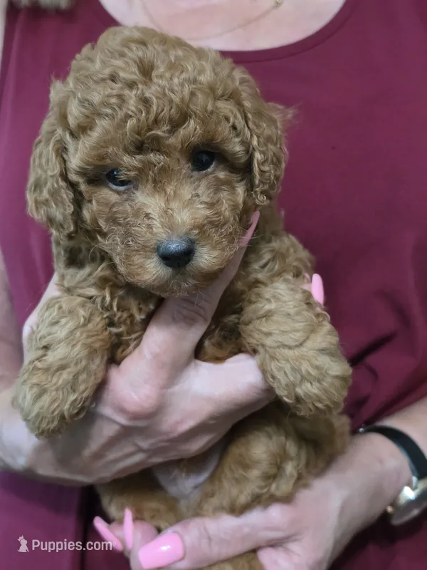 Blu – Poodle - Miniature  puppy for sale in Jonesborough, TN