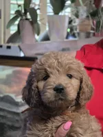 Orange Doodle , a female Golden Retriever and Poodle - Standard  for sale in Jonesborough, TN – 4 of 4