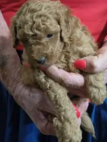 Blu, a male Poodle - Miniature  for sale in Jonesborough, TN – 6 of 6