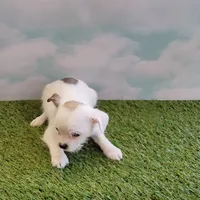 Spot, a male Chihuahua and Shih Tzu for sale in Jonesborough, TN – Photo 3 of 6