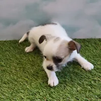 Spot, a male Chihuahua and Shih Tzu for sale in Jonesborough, TN – Photo 4 of 6