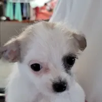 Spot, a male Chihuahua and Shih Tzu for sale in Jonesborough, TN – Photo 2 of 6