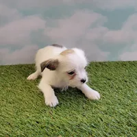 Spot, a male Chihuahua and Shih Tzu for sale in Jonesborough, TN – Photo 5 of 6