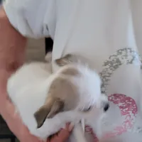 Spot, a male Chihuahua and Shih Tzu for sale in Jonesborough, TN – Photo 6 of 6