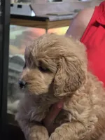 Orange Doodle , a female Golden Retriever and Poodle - Standard  for sale in Jonesborough, TN – 3 of 4