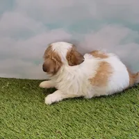 Bubbles, a female Chihuahua for sale in Jonesborough, TN – Photo 4 of 4