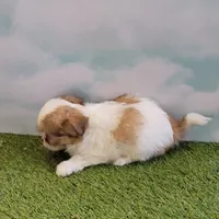 Bubbles, a female Chihuahua for sale in Jonesborough, TN – Photo 2 of 4