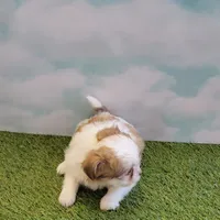 Bubbles, a female Chihuahua for sale in Jonesborough, TN – Photo 3 of 4