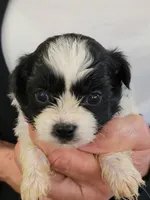 Otis, a male Shichon for sale in Jonesborough, TN – 3 of 4