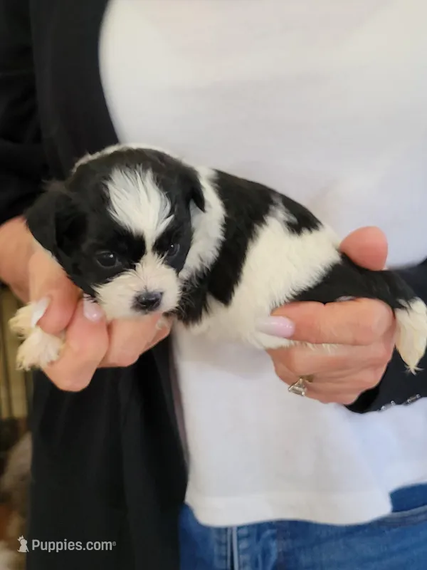 Otis – Shichon puppy for sale in Jonesborough, TN