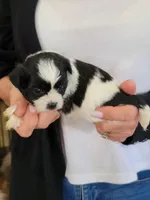 Otis, a male Shichon for sale in Jonesborough, TN – 2 of 4