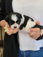 Otis, a male Shichon for sale in Jonesborough, TN – 4 of 4