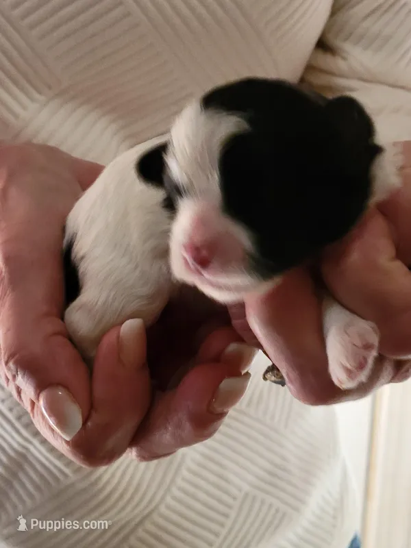 Otis – Shichon puppy for sale in Jonesborough, TN