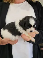 Otis, a male Shichon for sale in Jonesborough, TN – 1 of 4