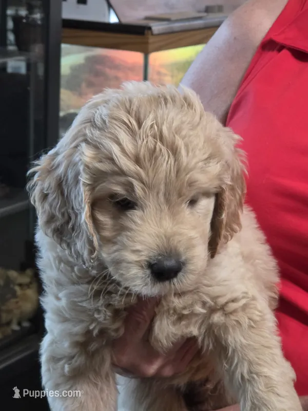 Green Doodle  – Golden Retriever, Poodle - Standard  puppy for sale in Jonesborough, TN