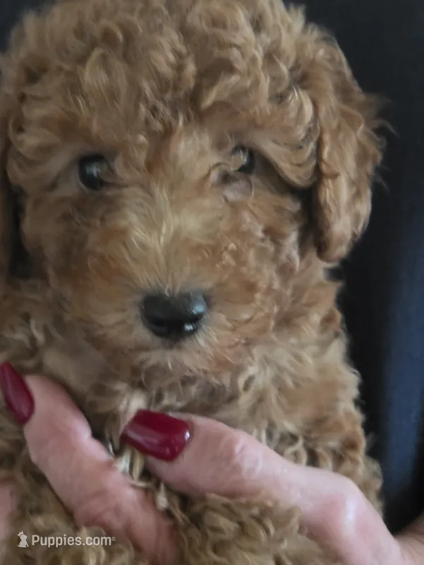 Blu – Poodle - Miniature  puppy for sale in Jonesborough, TN