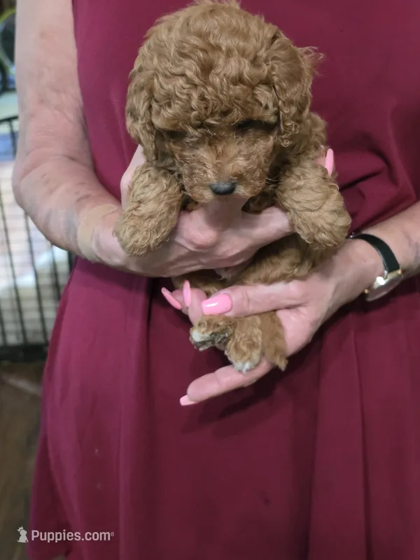 Blu – Poodle - Miniature  puppy for sale in Jonesborough, TN