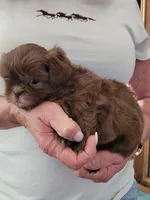 Mocha , a male Shih Tzu for sale in Jonesborough, TN – Photo 3 of 3