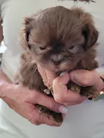 Mocha , a male Shih Tzu for sale in Jonesborough, TN – Photo 2 of 3